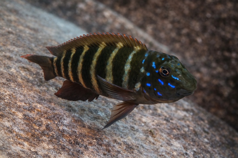 Eretmodus marksmithi 'Kaswente Bay'